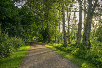 Summer forest, Denmark