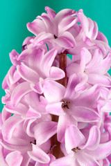 Lilac hyacinth flower close-up on a green background