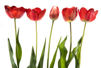 Set of five red color tulips isolated on white background
