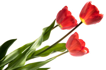 Set of three red color tulips isolated on white background