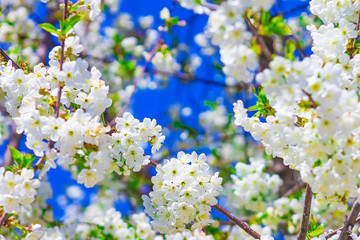 Flowers of fruit tree on a branch with blue sky background, sunny bright spring day
