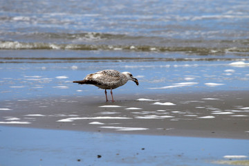 Möwe am Strand