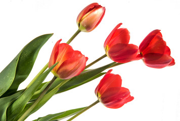 Naklejka premium Set of five red color tulips isolated on white background
