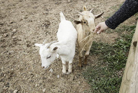Fondling a goat on a farm