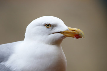 Möwen Portrait