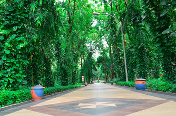 Background green tree, wood