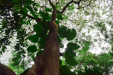 Background green tree, wood