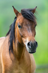 Beautiful bay mare on green spring pasture
