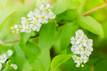 Blooming spring cherry