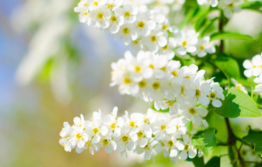 Blooming spring cherry