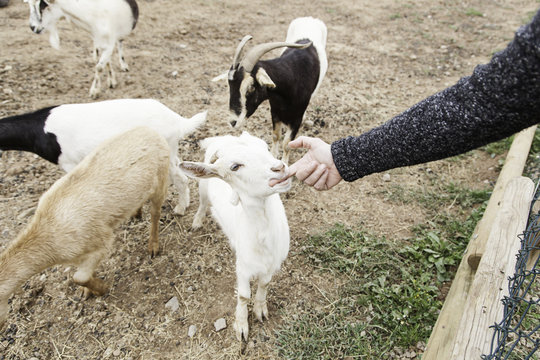 Fondling a goat on a farm