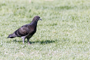 Fototapeta premium black city pigeon on the grass background