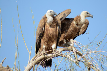 Large Old World vulture