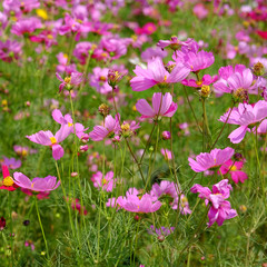 Pink flower background.