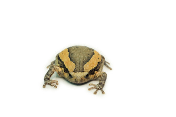 Bullfrog (Kaloula pulchra, Microhylinae) isolated on white background