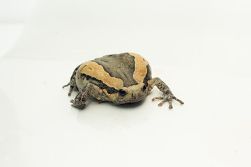Bullfrog (Kaloula pulchra, Microhylinae) isolated on white background