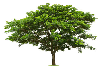 The big green tree is bright on the white background