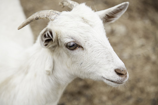 Little goat on a farm
