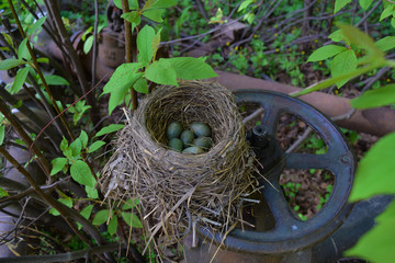 Wild thrush bird nest from dry grass with green and blue eggs with speckles on steel water valve. .