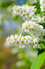 Blooming spring cherry