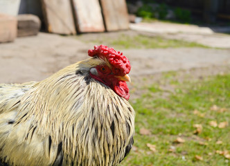 Golden rooster