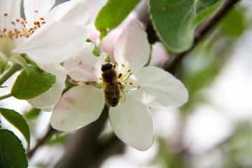 apple blossoms as background close up macro