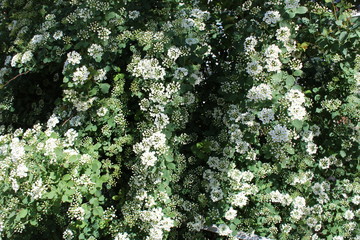 the hedge in bloom