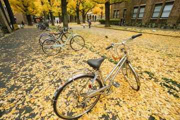 Fototapeta premium bicycle with falling yellow ginkgo leaves on the ground in autumn taken at Tokyo University on 6 December 2016