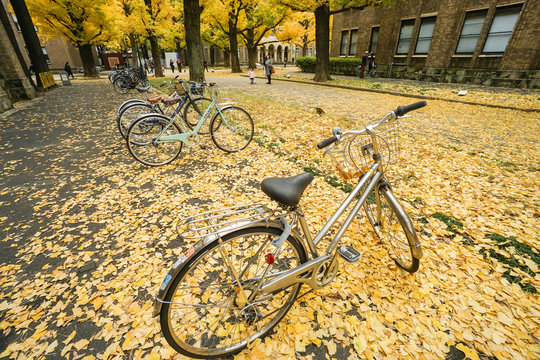 bicycle with falling yellow ginkgo leaves on the ground in autumn taken at Tokyo University on 6 December 2016
