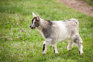 One little kid goat is grazing on the grass