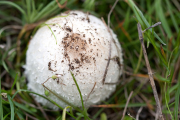 one mushroom on the grass in the forest
