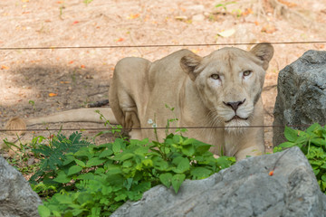 White lion sit on the ground staring at the audience in the zoo.