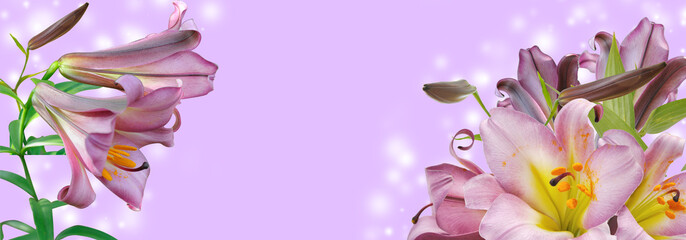 lilac  lily  on white background