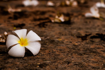 Flowers whaie on ground.