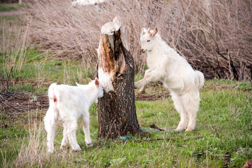 Two small goats graze near a tree