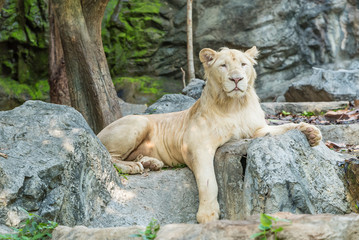 White lion sit on the rock staring at the audience in the zoo.