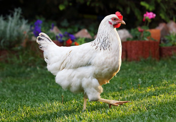 Chicken in nature outdoor farm