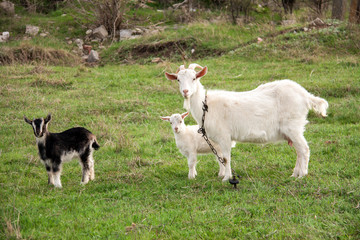 Goat with a kid is grazing on green grass