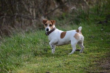 Jack Russell Terrier (JRT)