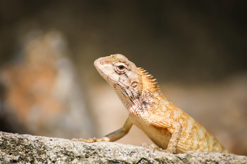 Portrait of  Lizard  from Thailand (Southeast Asia)