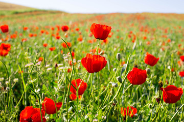 Bright vivid poppy field on a sunset background 