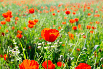 Bright vivid poppy field on a sunset background 