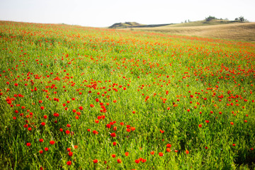 Bright vivid poppy field on a sunset background 