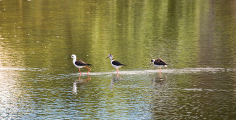  Black-winged Stilt