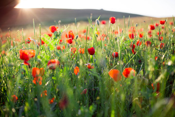 Bright vivid poppy field on a sunset background 