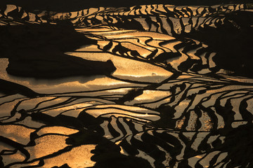 Morning sun reflections In rice terraces in Yuanyang China