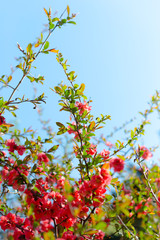 Flowering fruit tree branches with pink flowers