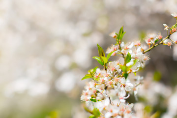 White blossom and leaves