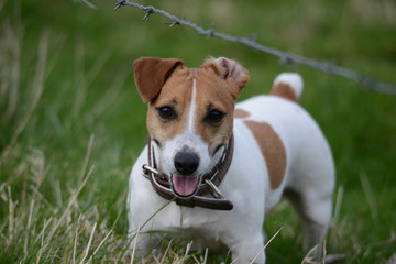 Jack Russell Terrier (JRT)
