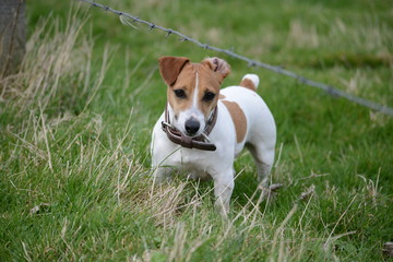 Jack Russell Terrier (JRT)